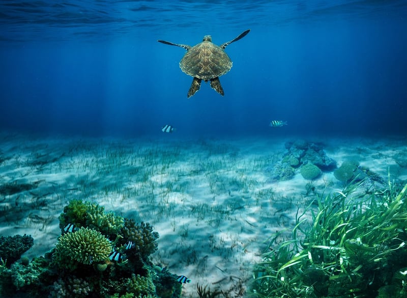 Seaweed